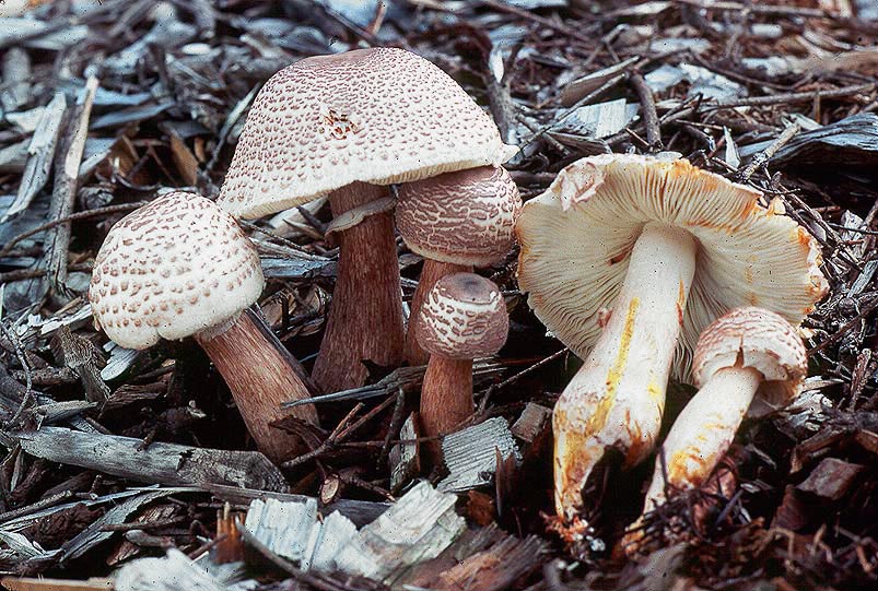 Leucoagaricus americanus